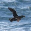 Rhinoceros Auklet